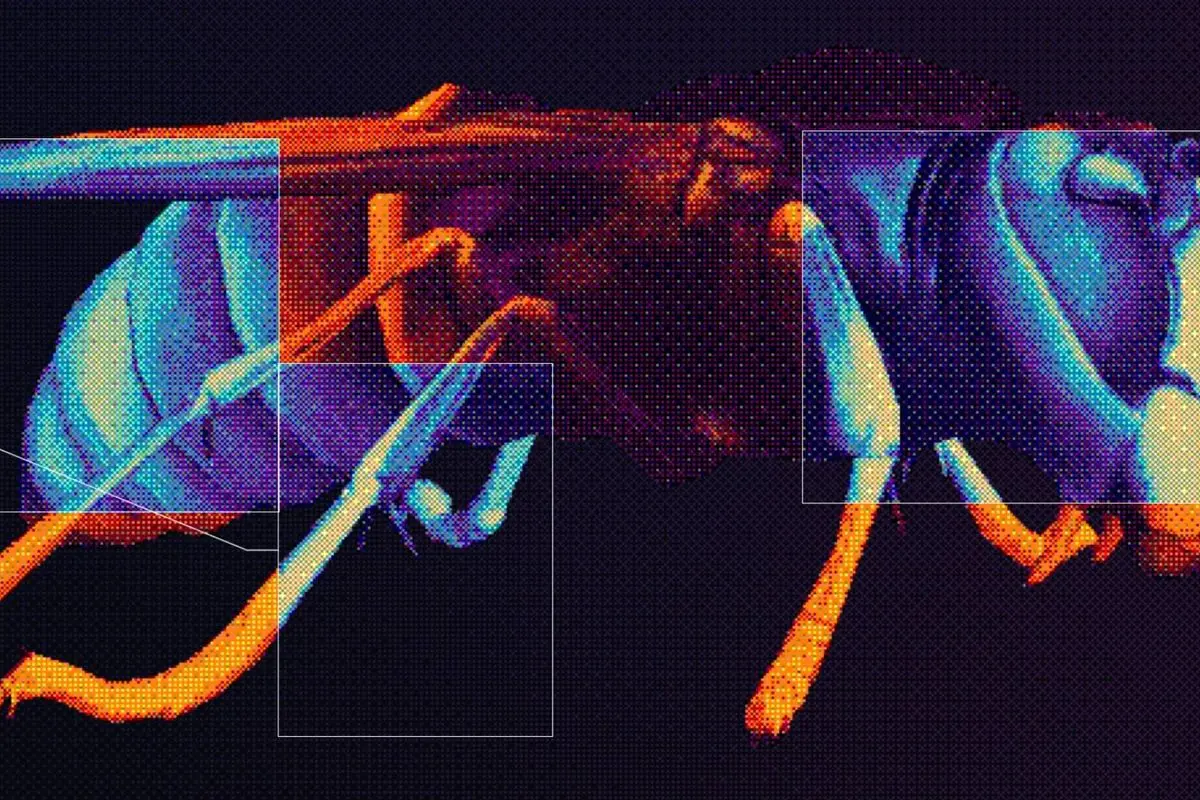 Accenture toont AI-val die Aziatische hoornaars herkent en andere insecten vrijlaat