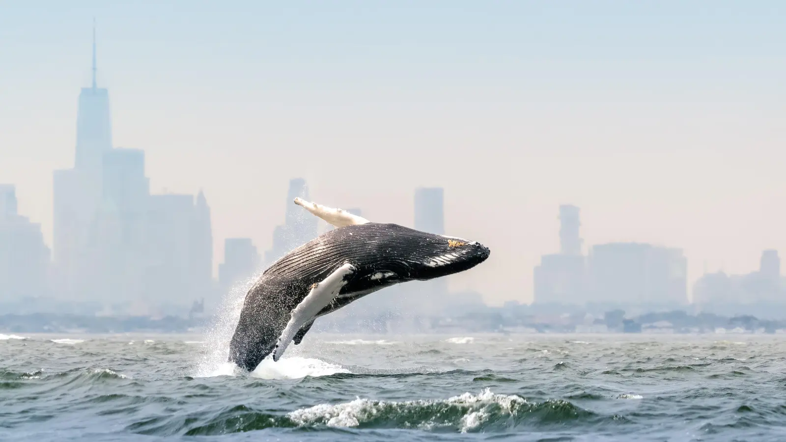 Blue Planet III laat onvolmaakte beelden staan als antwoord op AI